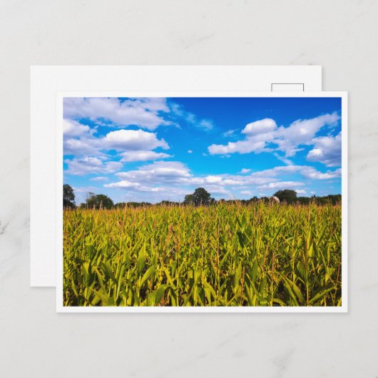 青空の下のトウモロコシ畑 – 写真はがき ポストカード (正面/裏面)
