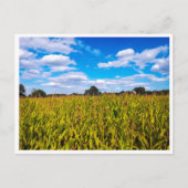 青空の下のトウモロコシ畑 – 写真はがき ポストカード (正面)