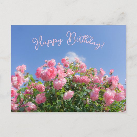 青空の下のピンクのバラの木 カスタム ポストカード (正面)