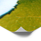 青空の下の白いバラ ポスター (角)