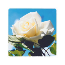 青空の下の白いバラ