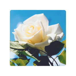 青空の下の白いバラ メタルプリント
