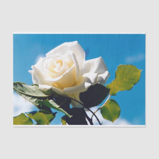 青空の下の白いバラ 薄葉紙 (正面)
