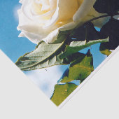 青空の下の白いバラ 薄葉紙 (詳細)