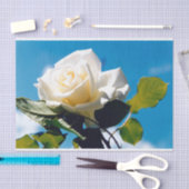 青空の下の白いバラ 薄葉紙 (クラフト)