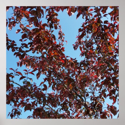 青空の下の赤い枝 ポスター (正面)