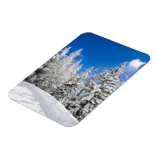 青空の垂直澄ん磁石の下の雪の木 マグネット (左側)