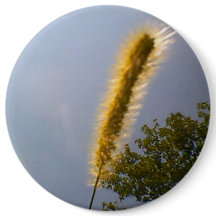 青空の夏の紅葉