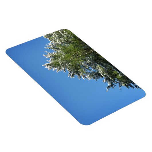 青空の松の木 マグネット (右側)