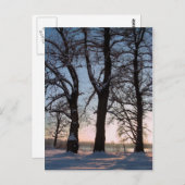 青空の背景の冬の木 ポストカード (正面/裏面)