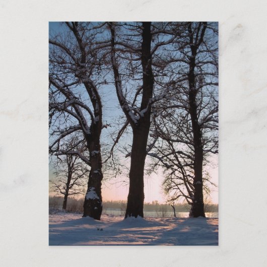 青空の背景の冬の木 ポストカード (正面)