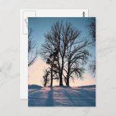 青空の背景の冬の木 ポストカード (正面/裏面)