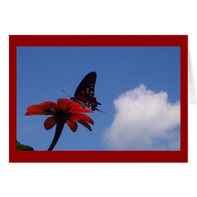 青空の蝶! (正面横)