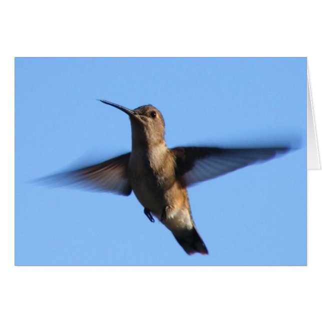 青空の3aJハチドリの飛行 (正面横)