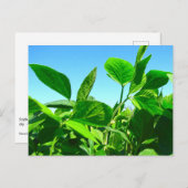 青空はがき下に生育する大豆の植物 ポストカード (正面/裏面)
