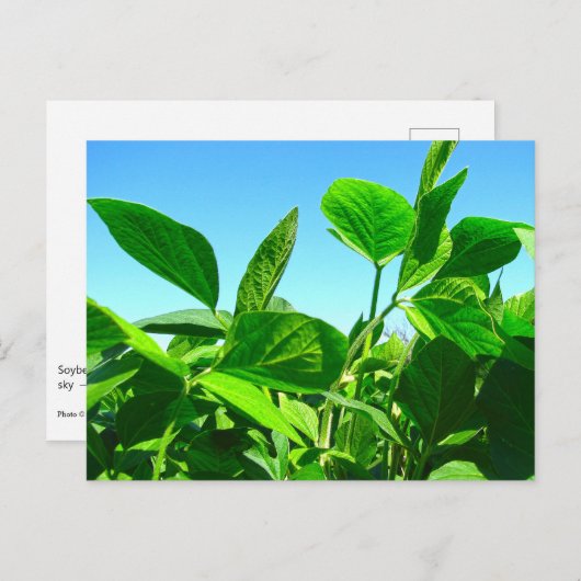 青空はがき下に生育する大豆の植物 ポストカード (正面/裏面)