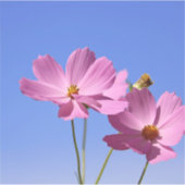 青空を抱く美し澄んいピンク色の花 シール (正面)