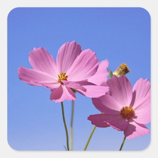 青空を抱く美し澄んいピンク色の花 スクエアシール (正面)