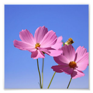 青空を抱く美し澄んいピンク色の花 フォトプリント