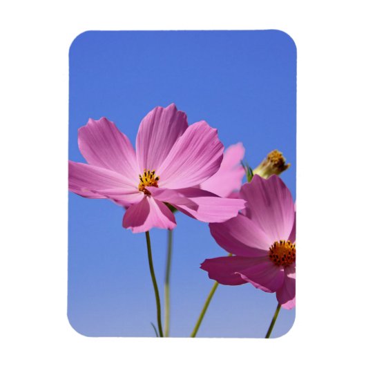 青空を抱く美し澄んいピンク色の花 マグネット (縦)