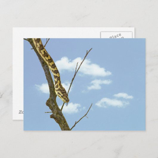 青空を背に手足を描くガーター・スネーク ポストカード (正面/裏面)