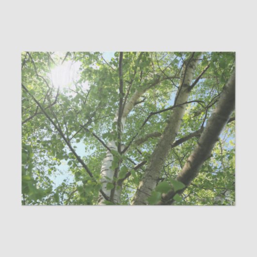 青空を背景にした木の上の白樺の緑 薄葉紙 (正面)