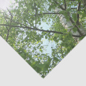 青空を背景にした木の上の白樺の緑 薄葉紙 (詳細)