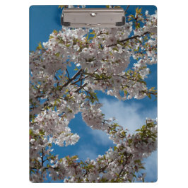 青空を背景にした美しい桜の花の木 クリップボード