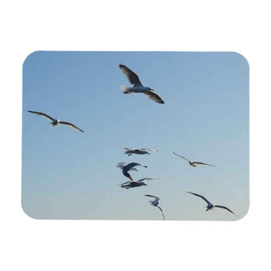 青空を飛ぶカモメのゆったりとした飛行 マグネット (横)