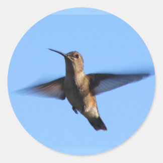 青空飛んでいるに3aJハミングバード ラウンドシール