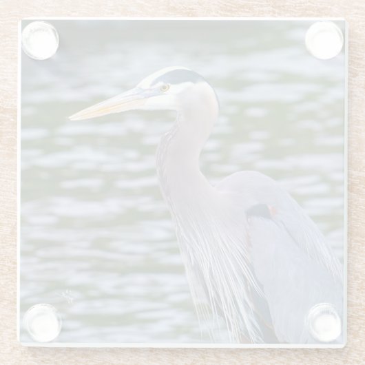 青素晴らしいハロン野生生物鳥写真 ガラスコースター (裏面)