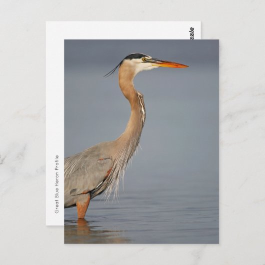 青素晴らしいHeronプロフィール葉書 ポストカード (正面/裏面)