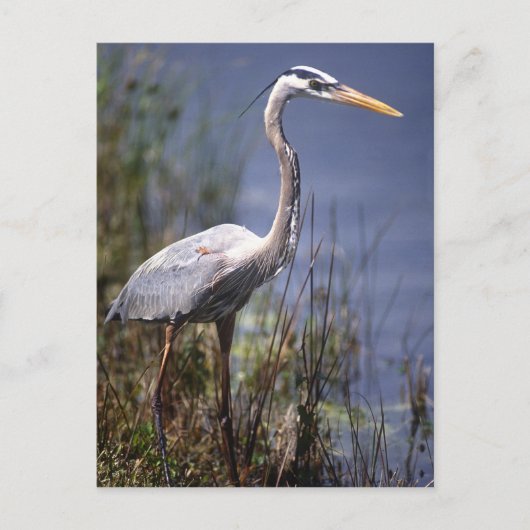 青素晴らしハロン水鳥 ポストカード (正面)