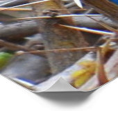 青素晴らし耳の星鳥 ポスター (角)