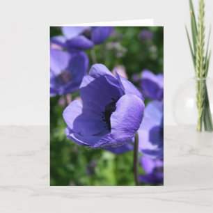 青紫のアネモネの花の写真 GC カード