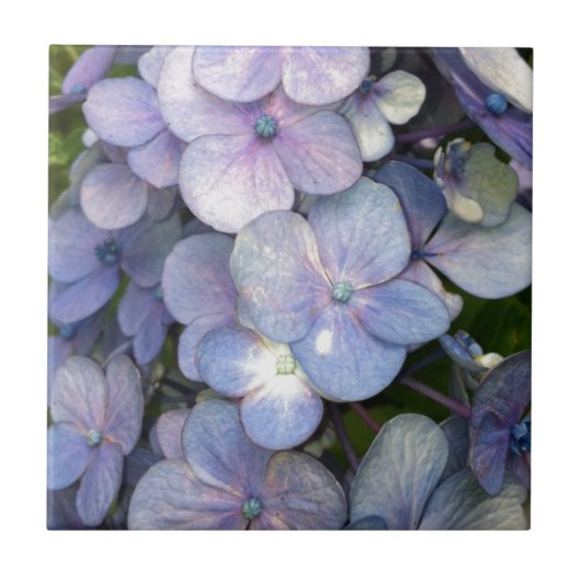 青紫紫紫紫紫陽花セラミックタイル タイル (正面)