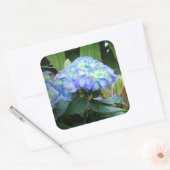 青紫陽花フローラ自然写真 スクエアシール (封筒)