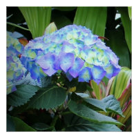 青紫陽花フローラ自然写真
