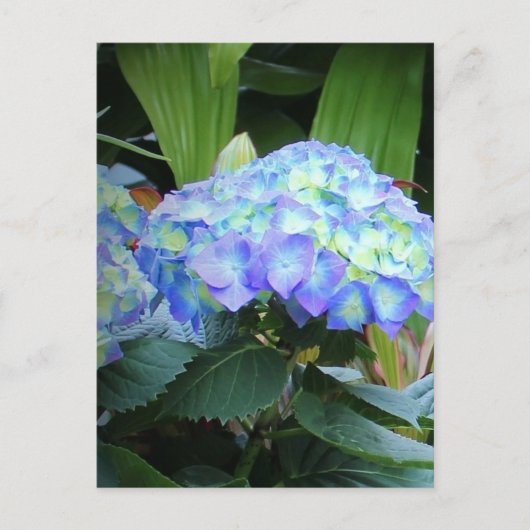 青紫陽花フローラ自然写真 ポストカード (正面)
