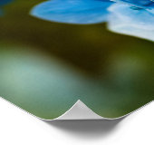 青紫陽花ポスター ポスター (角)