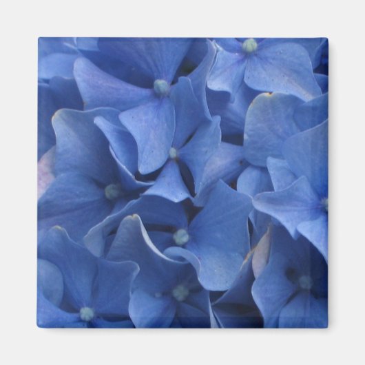 青紫陽花マグネット マグネット (正面)