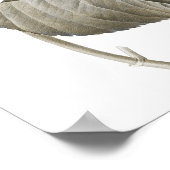 青紫陽花植物画第2号 ポスター (角)