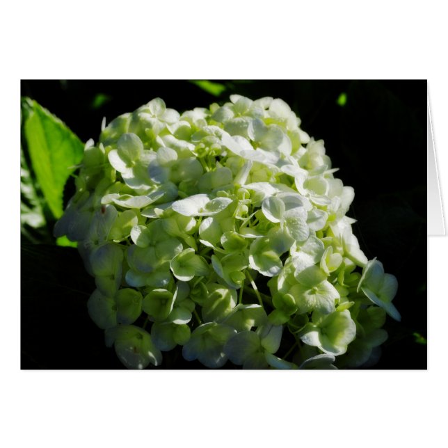 青紫陽花 (正面横)