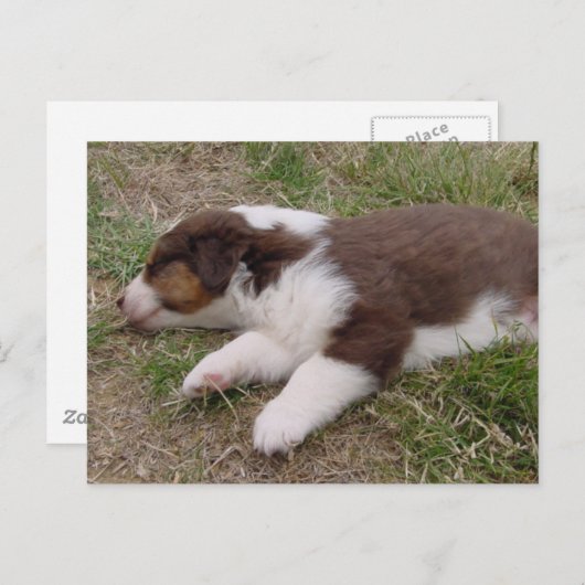 青緑色の子犬の眠り ポストカード (正面/裏面)