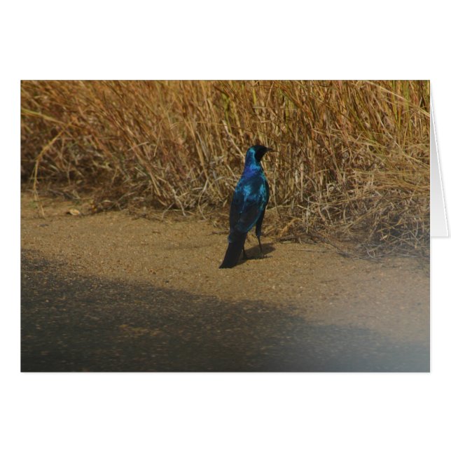 青耳付つきのStarling (正面横)