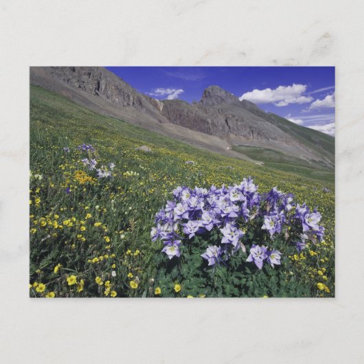 青色の高山の草原の山々と野花 ポストカード (正面)