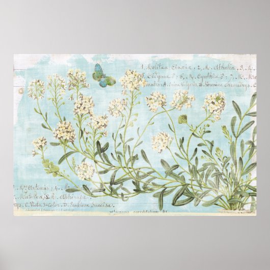 青色植物学 ポスター (正面)