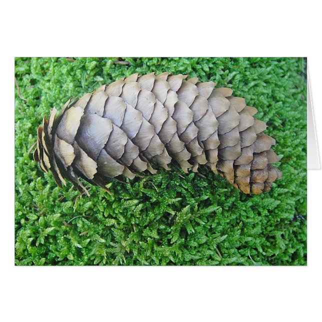 青苔のモミ (正面横)