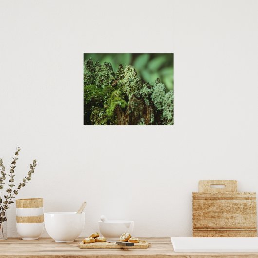 青苔 ポスター (キッチン)