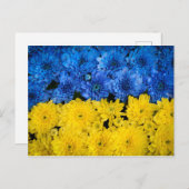 青菊と黄菊の自然写真ポスター ポストカード (正面/裏面)